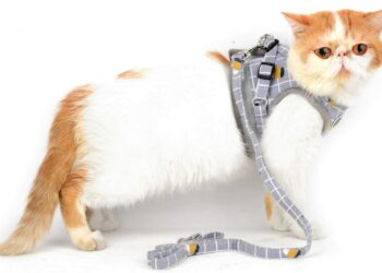 Quels sont les mauvais harnais pour chien ?