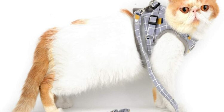 Quels sont les mauvais harnais pour chien ?