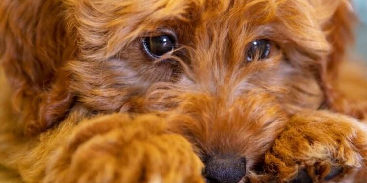 Quels sont les meilleurs chiens de compagnie ?