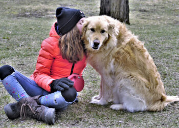 Quels sont les meilleurs chiens de compagnie ?