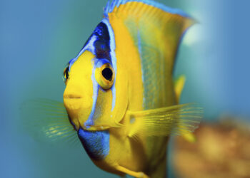 Quels sont les meilleurs poissons de mer ?