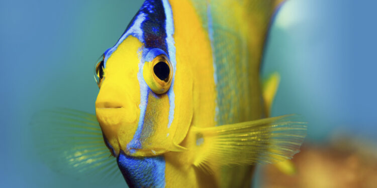 Quels sont les meilleurs poissons de mer ?