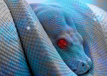 Quels sont les noms de serpent ?