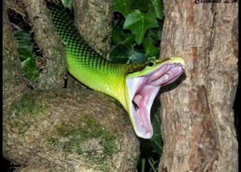 Quels sont les noms de serpent ?