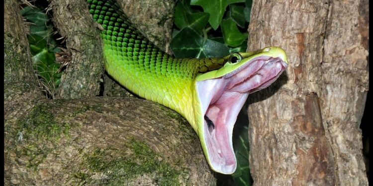 Quels sont les noms de serpent ?