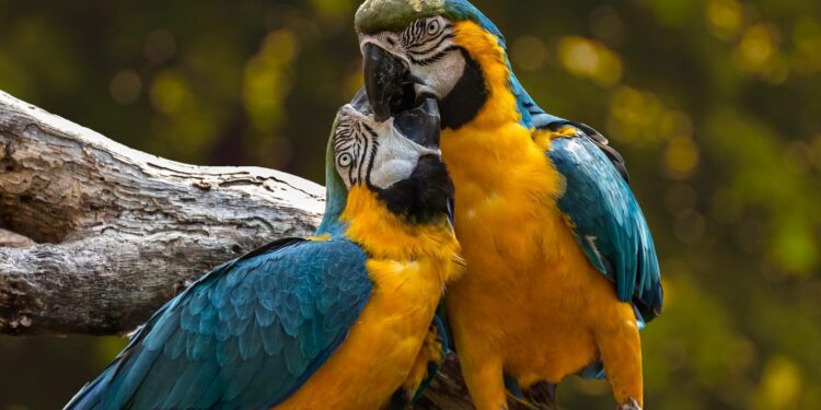 Quels sont les noms des reptiles ?