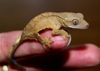 Quels sont les noms des reptiles ?