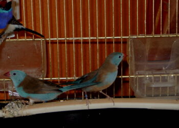 Quels sont les oiseaux à bec droit ?