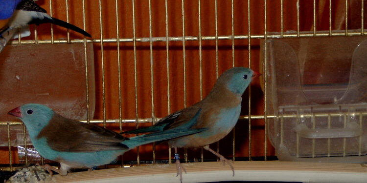 Quels sont les oiseaux à bec droit ?