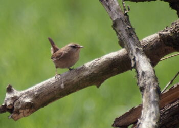 Quels sont les oiseaux de nos jardins ?