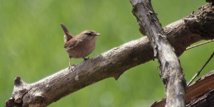 Quels sont les oiseaux de nos jardins ?