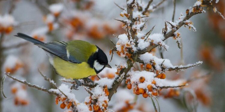 Quels sont les oiseaux d'hiver ?