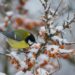 Quels sont les oiseaux d'hiver ?