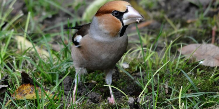 Quels sont les oiseaux du ciel ?