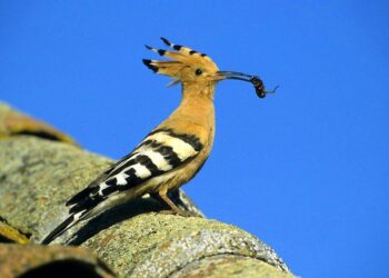 Quels sont les oiseaux les plus courants ?