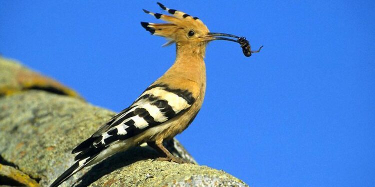 Quels sont les oiseaux les plus courants ?