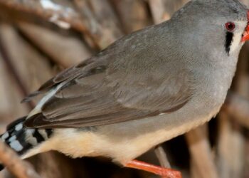 Quels sont les oiseaux les plus silencieux ?