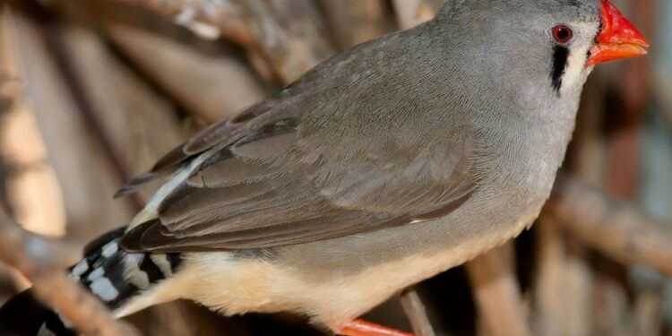 Quels sont les oiseaux les plus silencieux ?