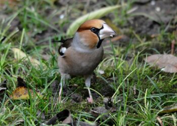 Quels sont les oiseaux sauvages ?