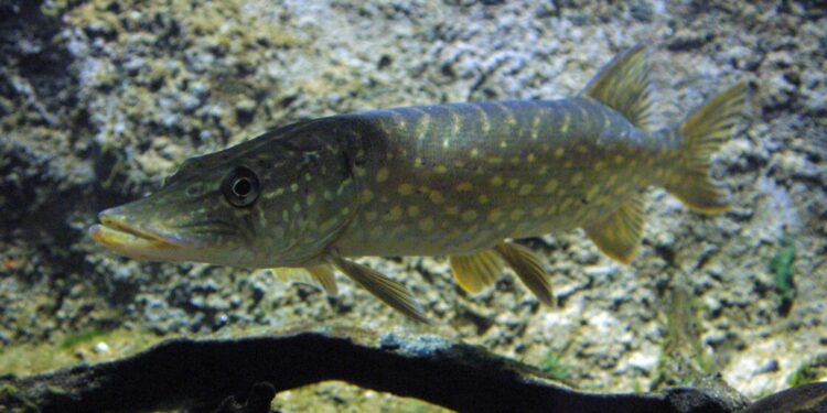 Quels sont les poissons carnivores ?