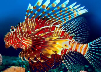 Quels sont les poissons d'aquarium ?