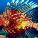 Quels sont les poissons d'aquarium ?