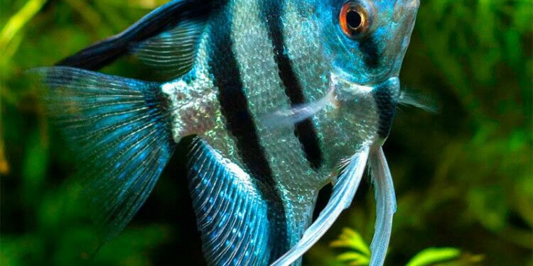 Quels sont les poissons les moins fragiles ?