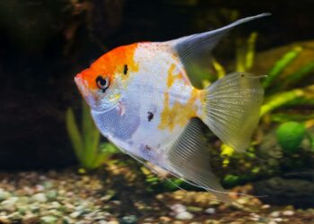 Quels sont les poissons les moins fragiles ?