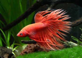 Quels sont les poissons les moins fragiles ?