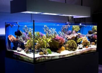 Quels sont les poissons les moins fragiles ?