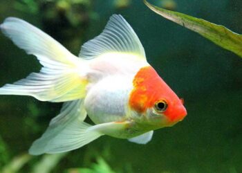 Quels sont les poissons les plus connus ?