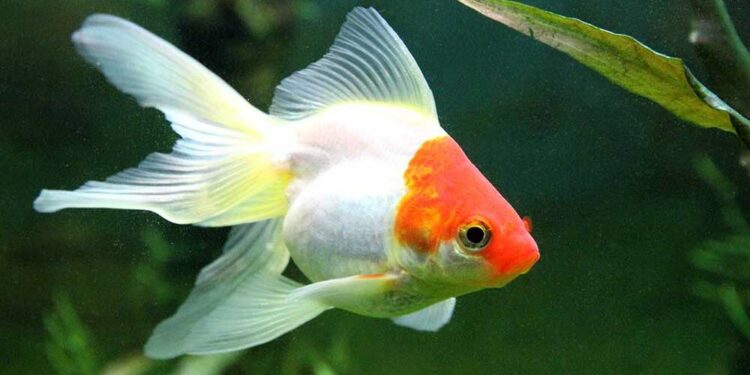 Quels sont les poissons les plus connus ?