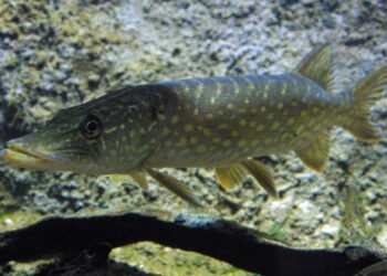 Quels sont les poissons les plus connus ?