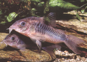 Quels sont les poissons nettoyeurs ?