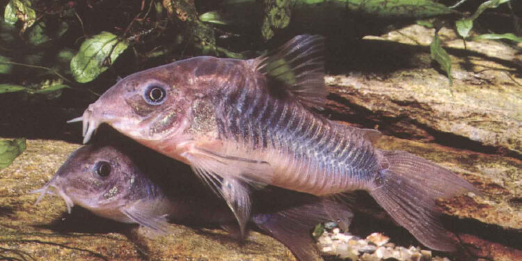 Quels sont les poissons nettoyeurs ?