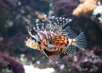 Quels sont les poissons tropicaux ?