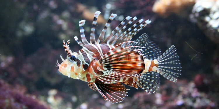 Quels sont les poissons tropicaux ?