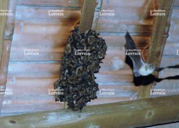 Quels sont les prédateurs de la Chauve-souris ?