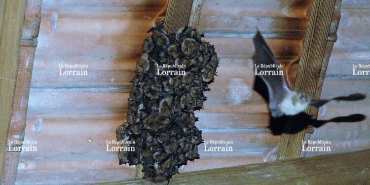 Quels sont les prédateurs de la Chauve-souris ?