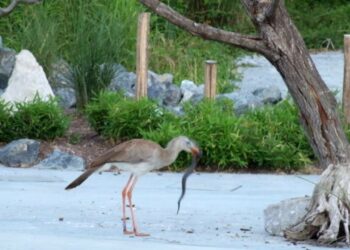 Quels sont les prédateurs des serpents ?