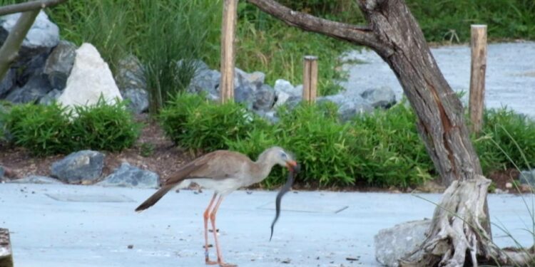 Quels sont les prédateurs des serpents ?