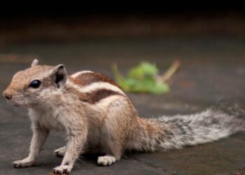 Quels sont les rongeurs les plus affectueux ?