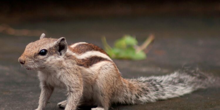 Quels sont les rongeurs les plus affectueux ?