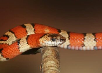 Quels sont les serpent inoffensif ?