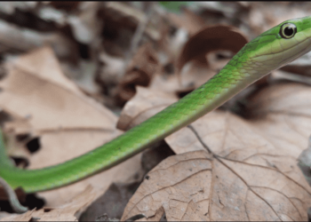 Quels sont les serpent inoffensif ?