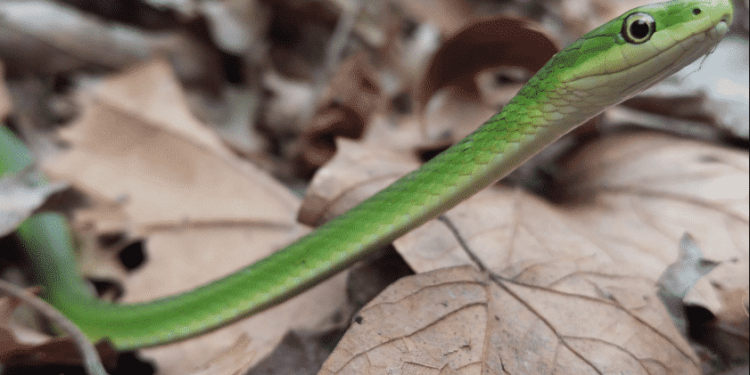 Quels sont les serpent inoffensif ?