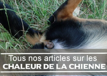 Quels sont les signes de chaleurs chez la chienne ?