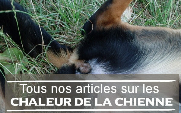 Quels sont les signes de chaleurs chez la chienne ?