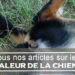 Quels sont les signes de chaleurs chez la chienne ?