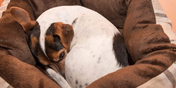 Quels sont les signes de fin de vie d'un chien ?